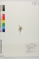 臭節草藏品圖，第1張