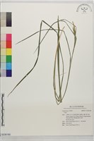 登錄號:S236180藏品圖，第1張