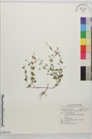 藍豬耳、母草藏品圖，第1張