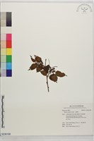 小葉桑藏品圖，第1張