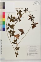 番仔藤藏品圖，第1張