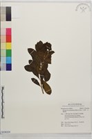 七里香、台灣海桐藏品圖，第1張