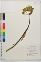 岩大戟藏品圖，第1張
