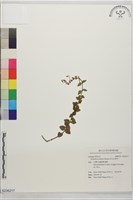 田代氏黃芩藏品圖，第1張