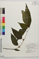 長葉苧麻藏品圖，第1張