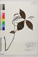 臺灣及己藏品圖，第1張