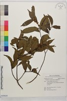楊桐葉灰木藏品圖，第1張