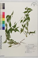睫穗蓼藏品圖，第1張
