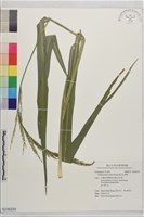 無芒山澗草藏品圖，第1張