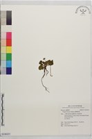 臺灣草莓藏品圖，第1張