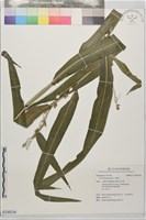 薏苡藏品圖，第1張