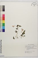 紫花鳳仙花藏品圖，第1張
