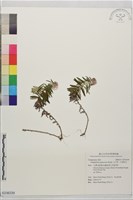 父子草、天青地白藏品圖，第1張
