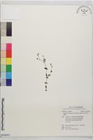 地耳草、小還魂藏品圖，第1張