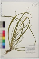 大葉穀精草藏品圖，第1張