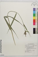 陸生珍珠茅藏品圖，第1張
