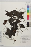 華南薯蕷藏品圖，第1張