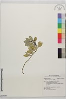 拎壁龍藏品圖，第1張