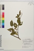 蘭嶼野茉莉、蘭嶼安息香藏品圖，第1張