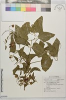 田代氏鐵線蓮藏品圖，第1張