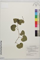 毛錫生藤藏品圖，第1張