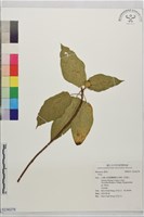 登錄號:S236278藏品圖，第1張