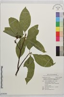 蘭嶼銹葉灰木藏品圖，第1張