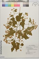 串鼻龍藏品圖，第1張