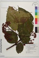 菲律賓火筒樹藏品圖，第1張