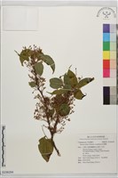 紅葉藤藏品圖，第1張