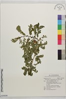 濱槐藏品圖，第1張