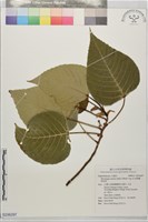 紅肉橙蘭、華血桐藏品圖，第1張
