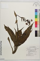 白鶴蘭藏品圖，第1張
