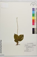圓唇軟葉蘭藏品圖，第1張