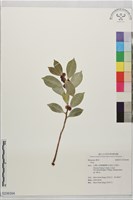 登錄號:S236304藏品圖，第1張