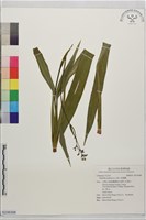 桔梗蘭藏品圖，第1張