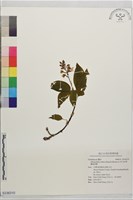 單囊齒唇蘭藏品圖，第1張