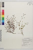 定經草藏品圖，第1張