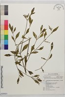 毛蓮子草藏品圖，第1張