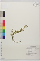 濱大戟藏品圖，第1張