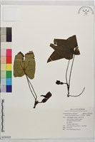 大花細辛、馬蹄香藏品圖，第1張
