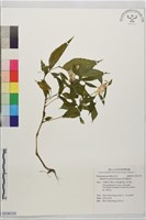 黃花鳳仙花藏品圖，第1張