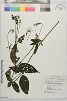 紫莖牛膝、台灣牛膝藏品圖，第1張