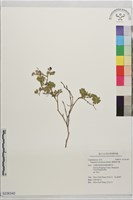 貓鼻頭木藍藏品圖，第1張