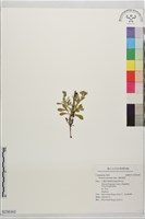 濱斑鳩菊藏品圖，第1張