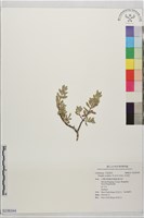 水芫花藏品圖，第1張
