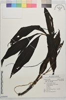綠花肖頭蕊蘭、黃花肖頭蕊蘭藏品圖，第1張