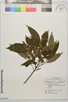 小金石榴、恆春布勒德藤藏品圖，第1張