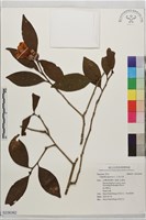 日本山茶藏品圖，第1張