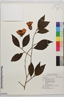 日本山茶藏品圖，第1張